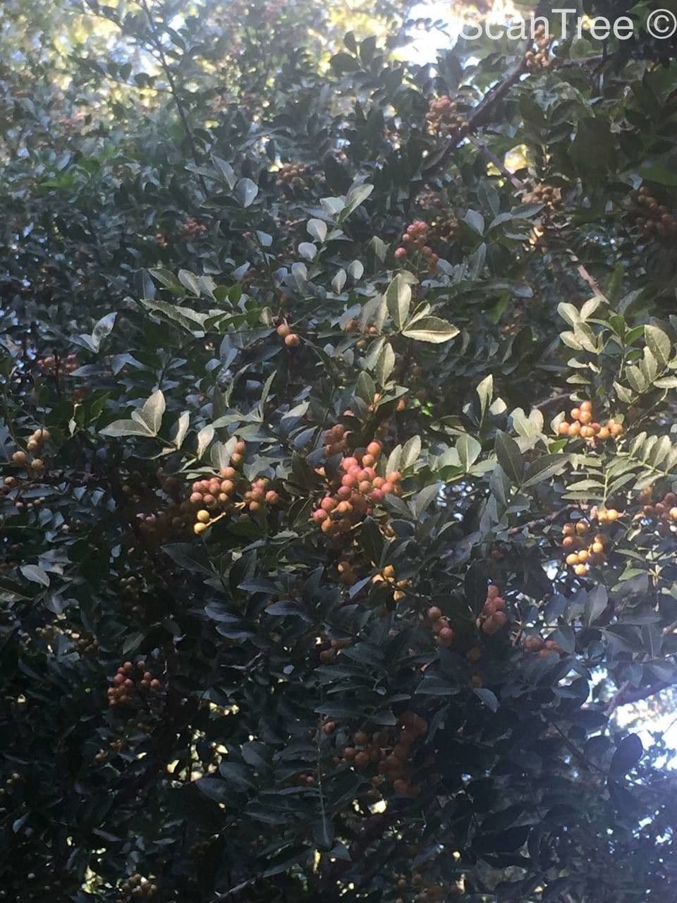 Zanthoxylum 9