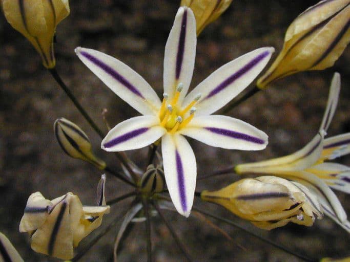 Triteleia di Henderson