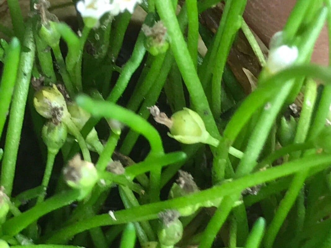 Limosella australe