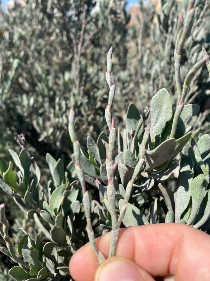 Limoniastrum monopetalum 4