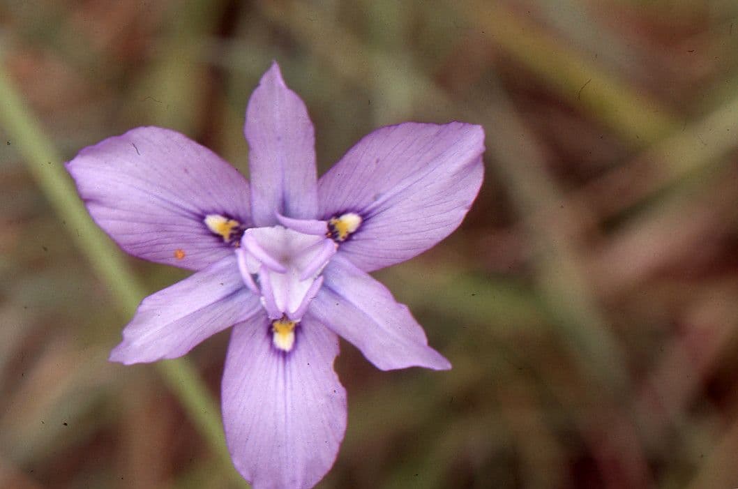 Moraea 2