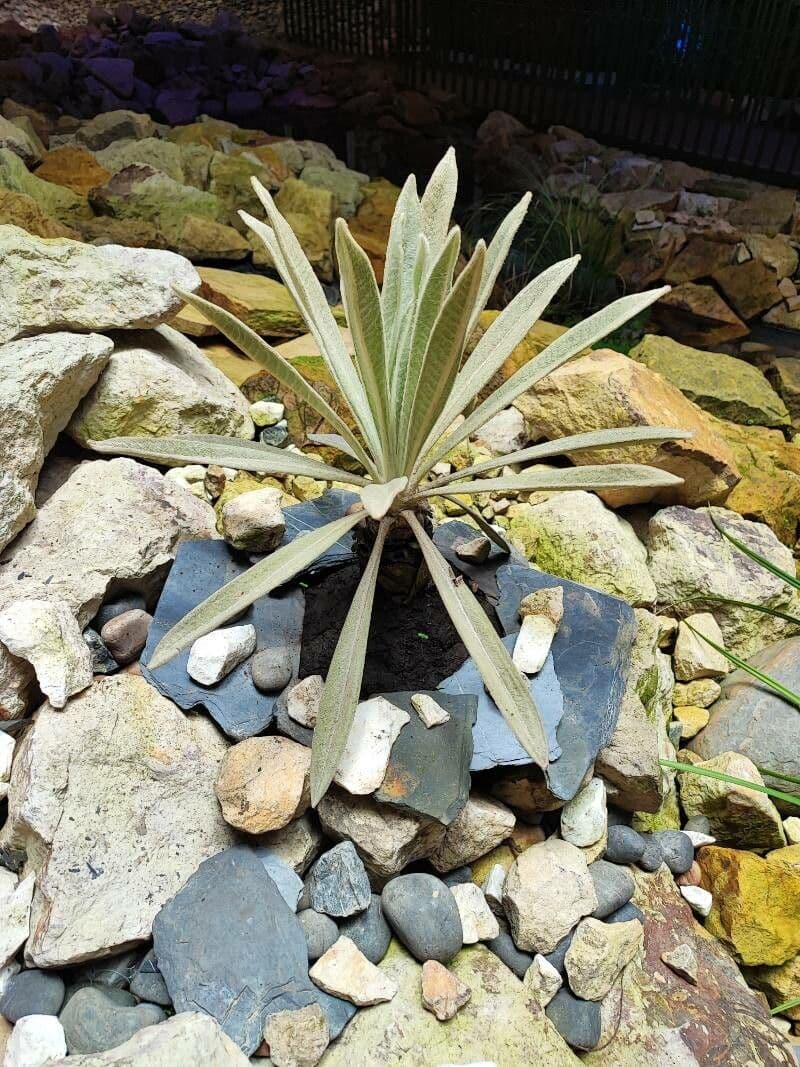 Frailejón 12