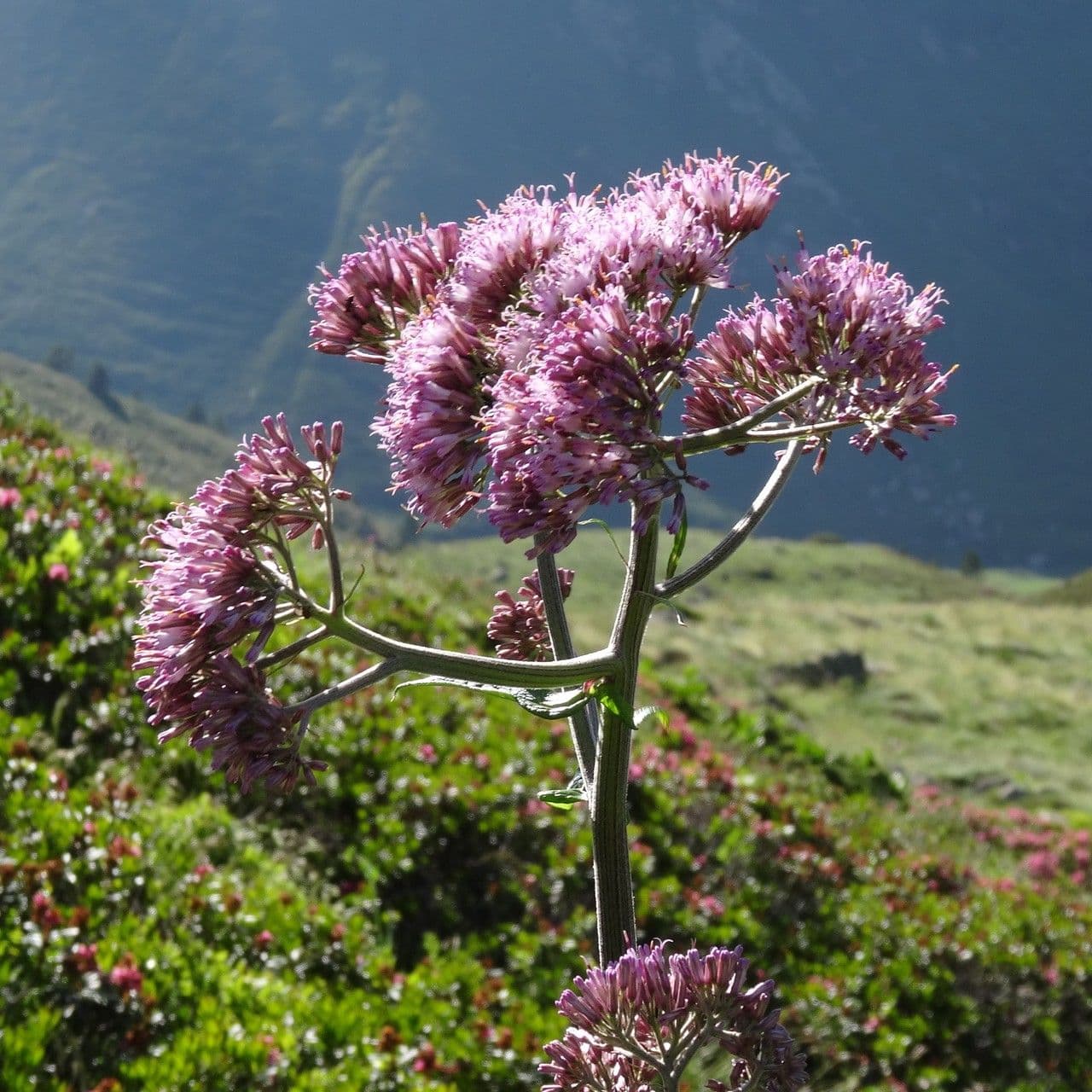 Grauer Alpendost 29