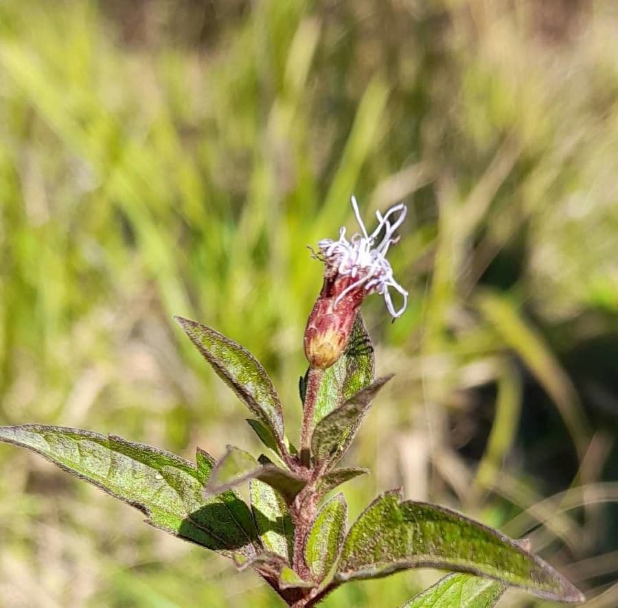 Chromolaena