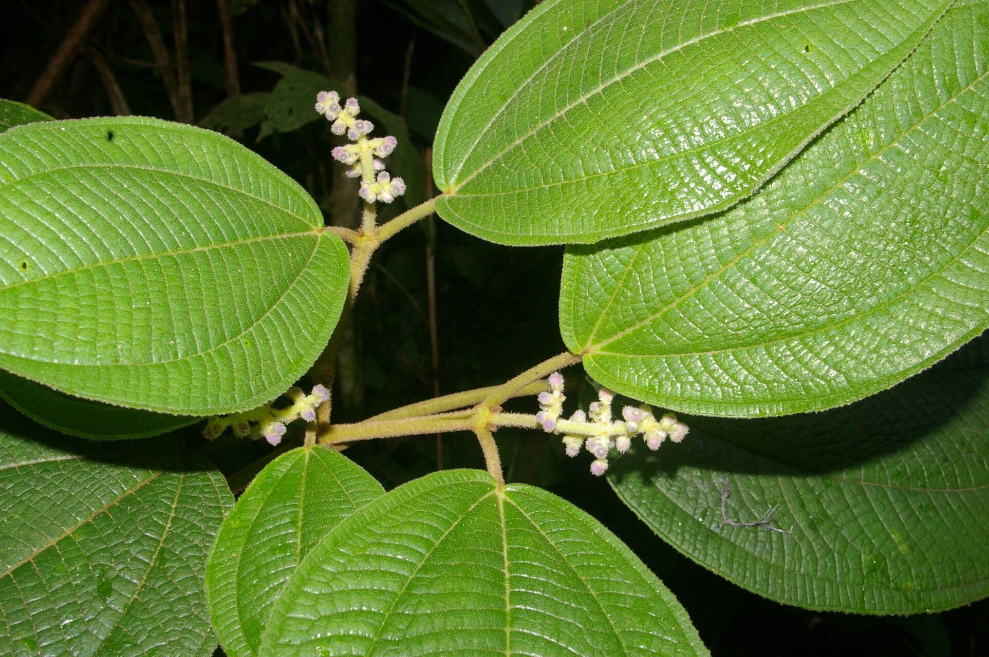 Conostegia micrantha 5