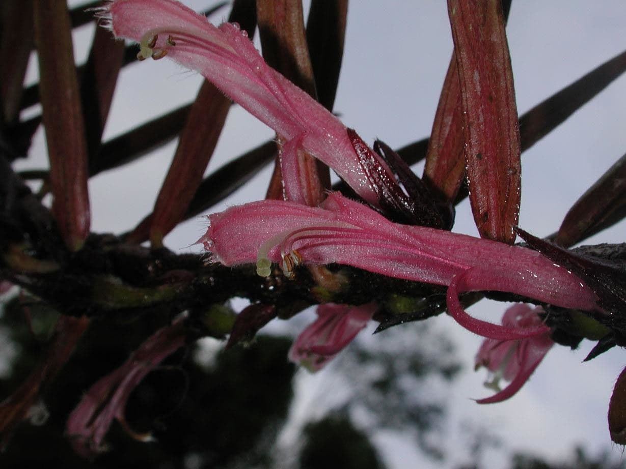 Columnea 6