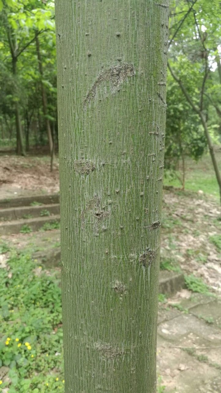 Chinesischer Flaschenbaum 21