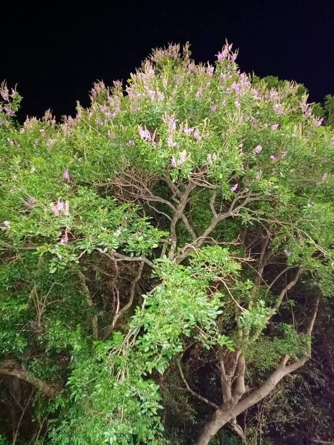 Lonchocarpus 3