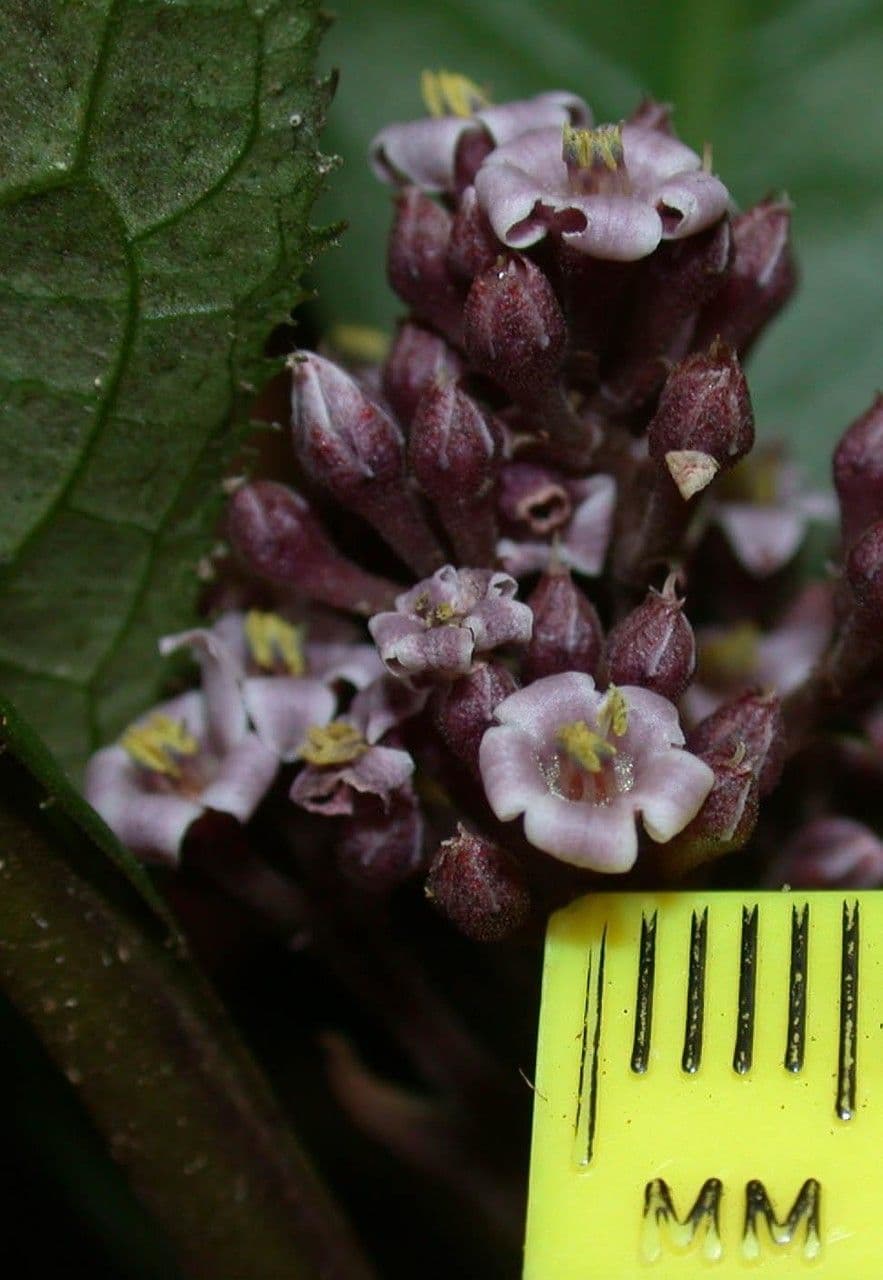 Ardisie 5