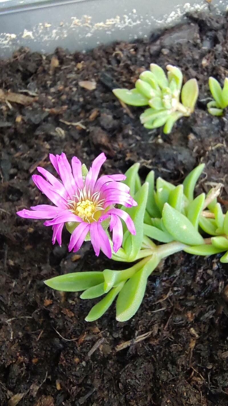 Pianta di ghiaccio 4