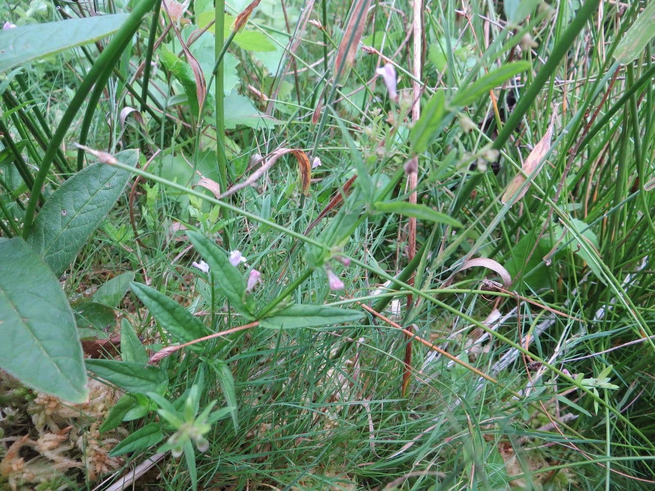 Scutellaria minore 8