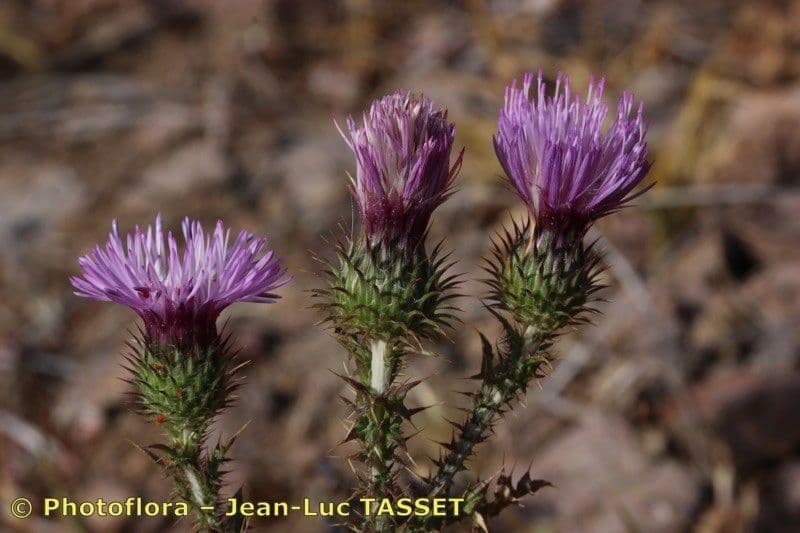 Vielstacheliger Distel 2
