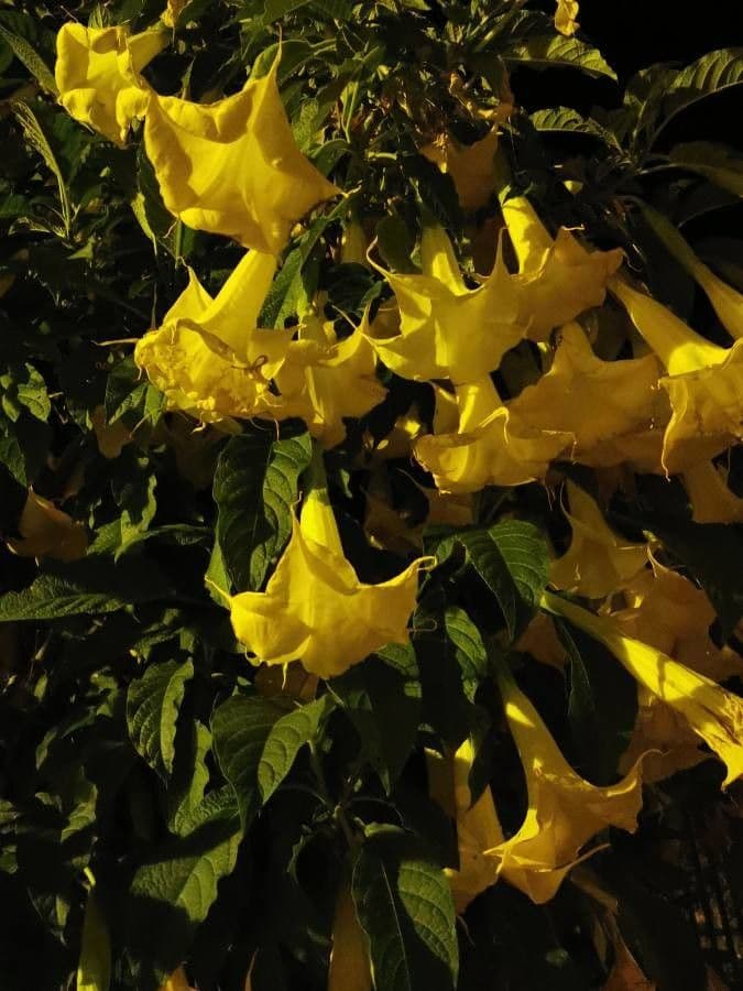 Trompette d'or 13