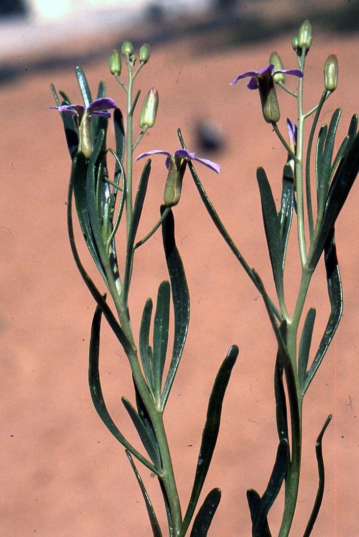 Henophyton 2