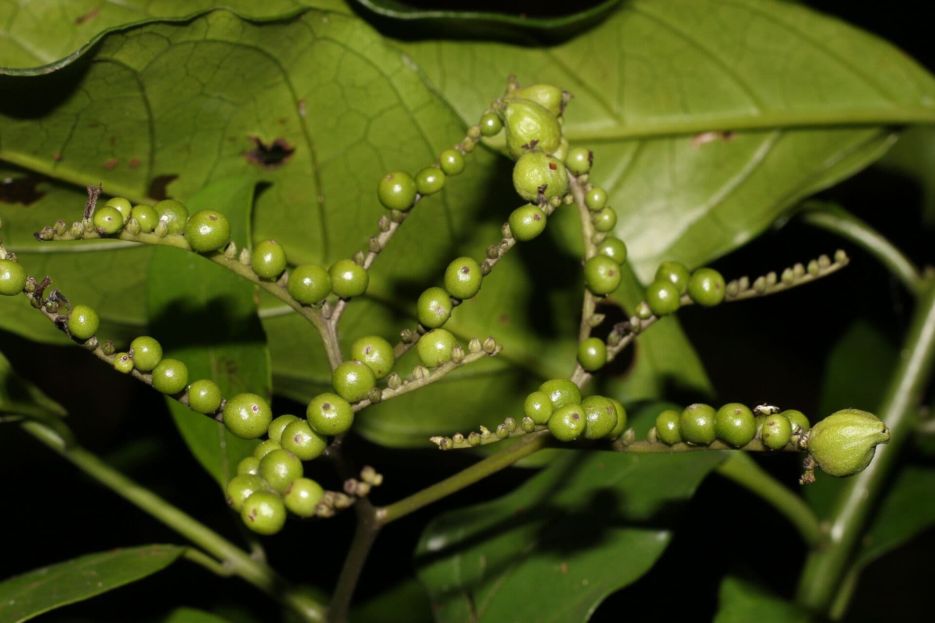 Niguita 11