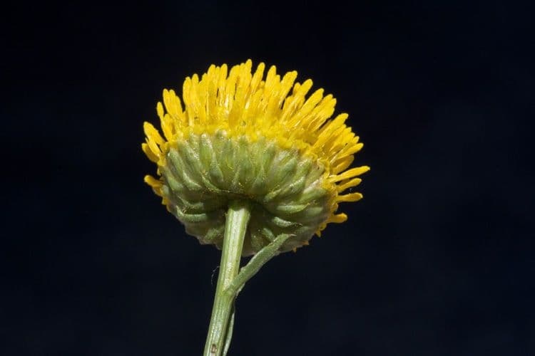 Gelber Aster 5