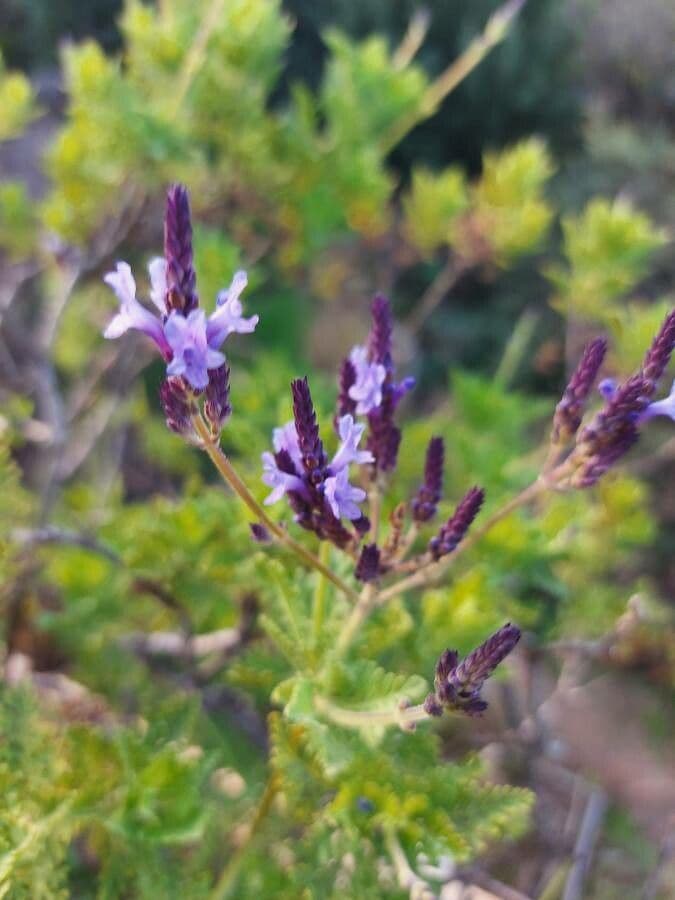 Lavanda canaria 7