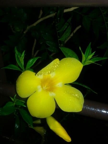 Allamanda 7