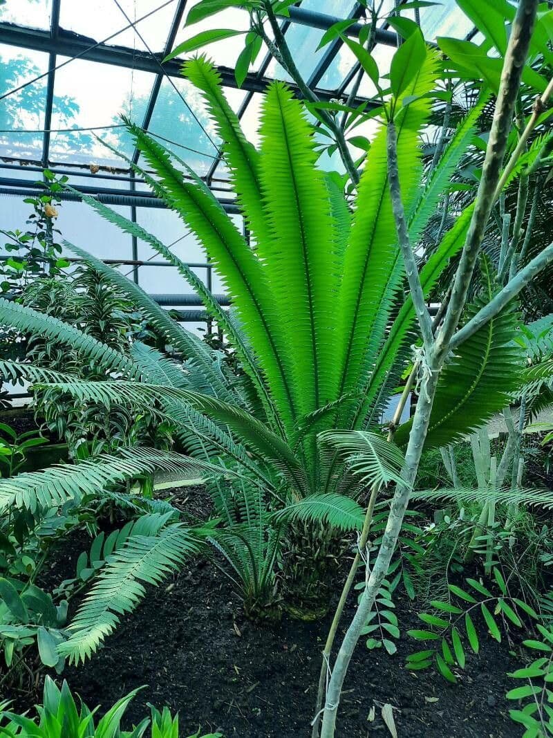 Dioon 13