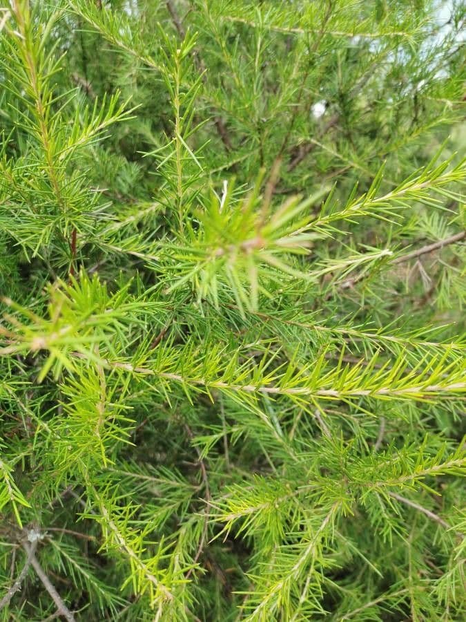 Grevillea ginepro 8
