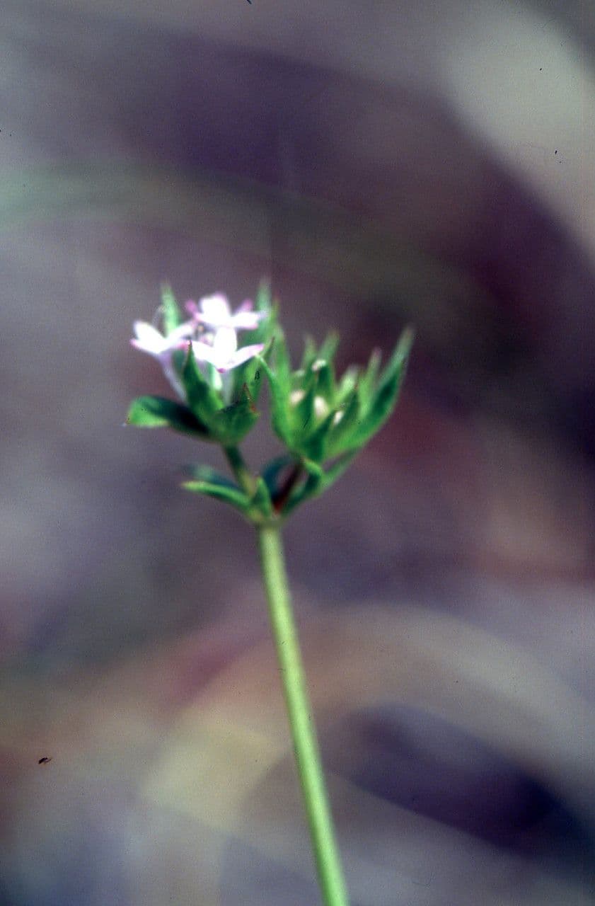 Asperula 3