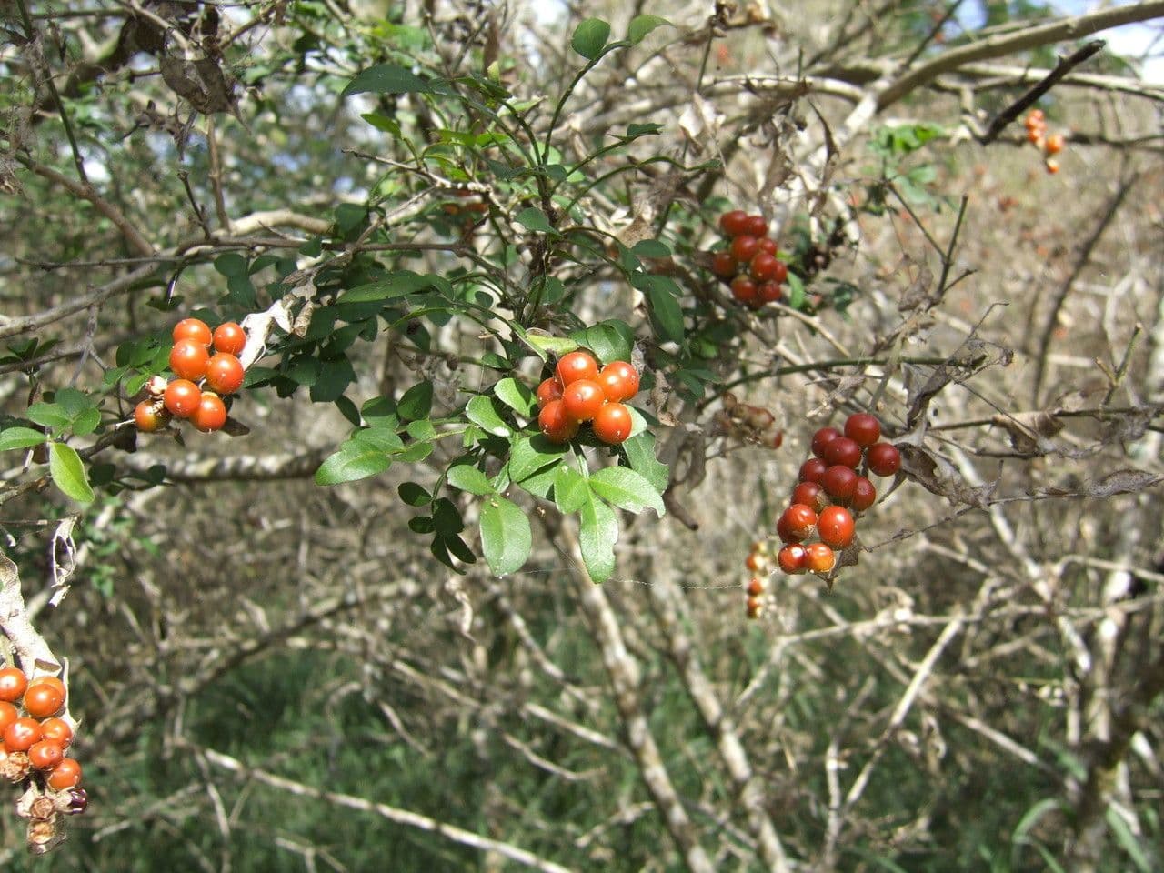 Zanthoxylum fagara 8