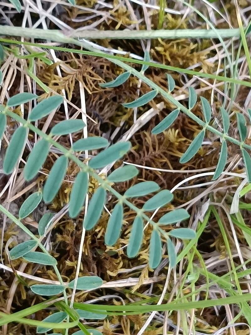 Onobrychis supina 8