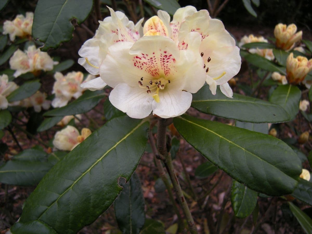 Rododendro 2