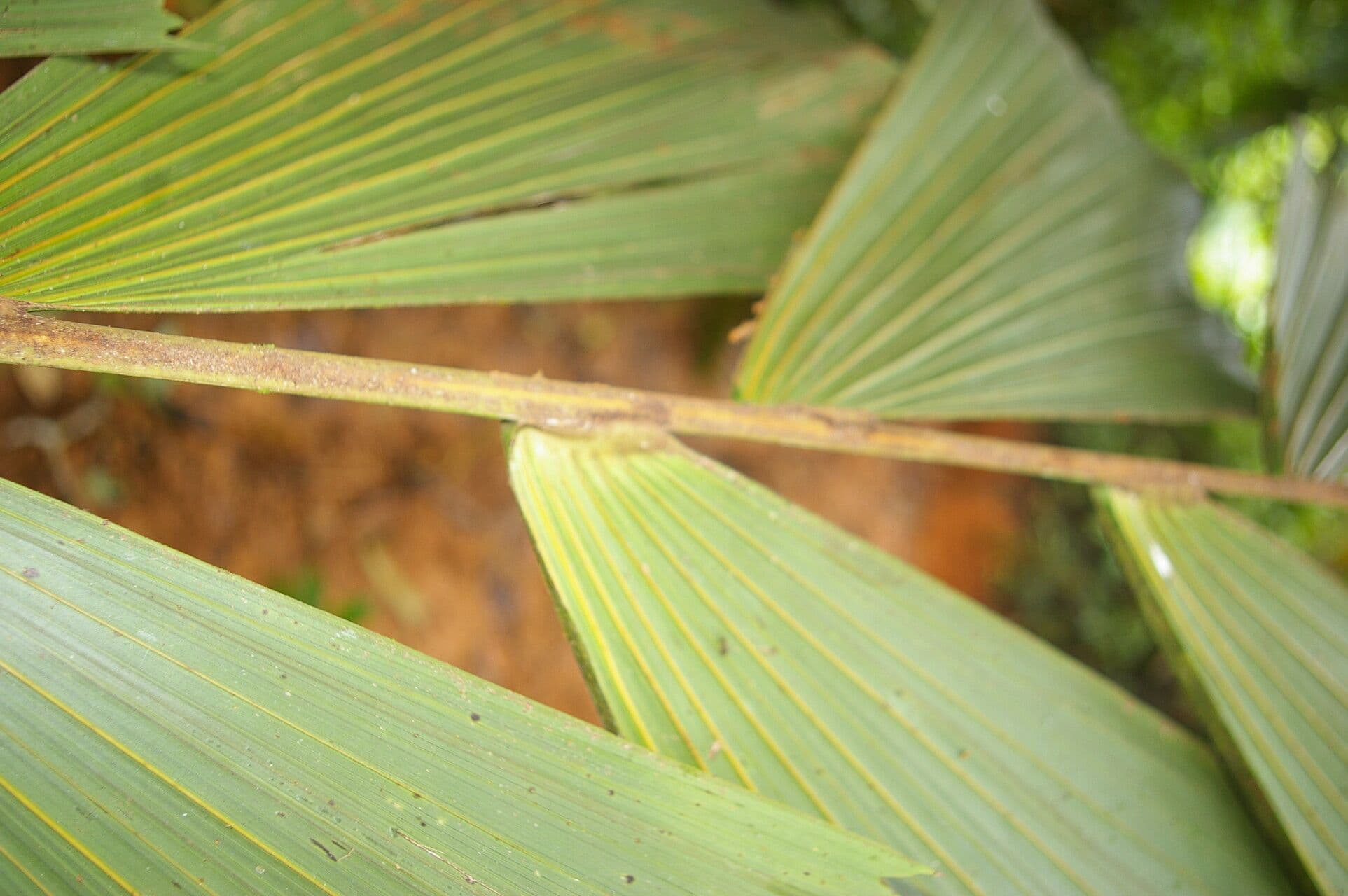 Sokratea naga 15