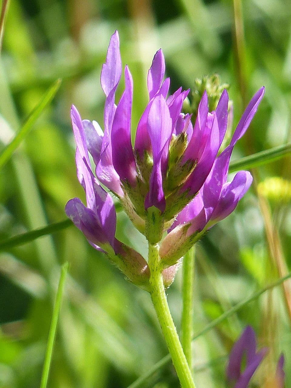 Astragalus onobrychis 6