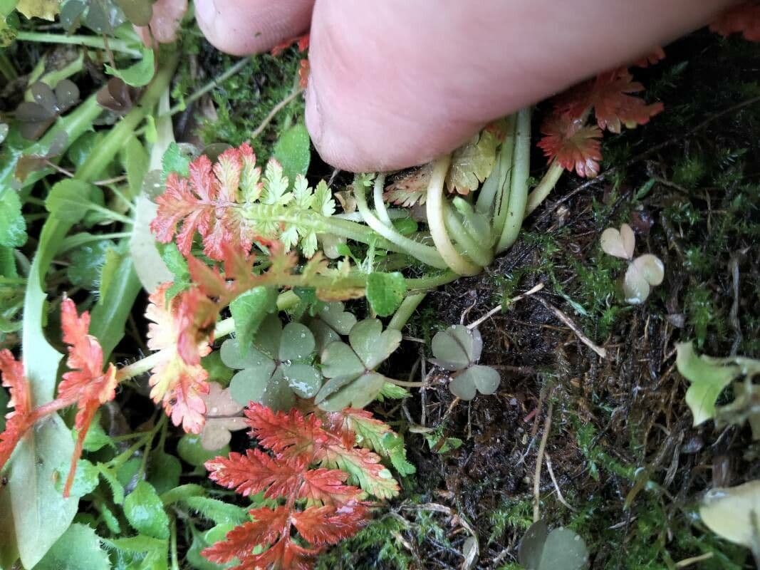 Pedicolare silvatica 22