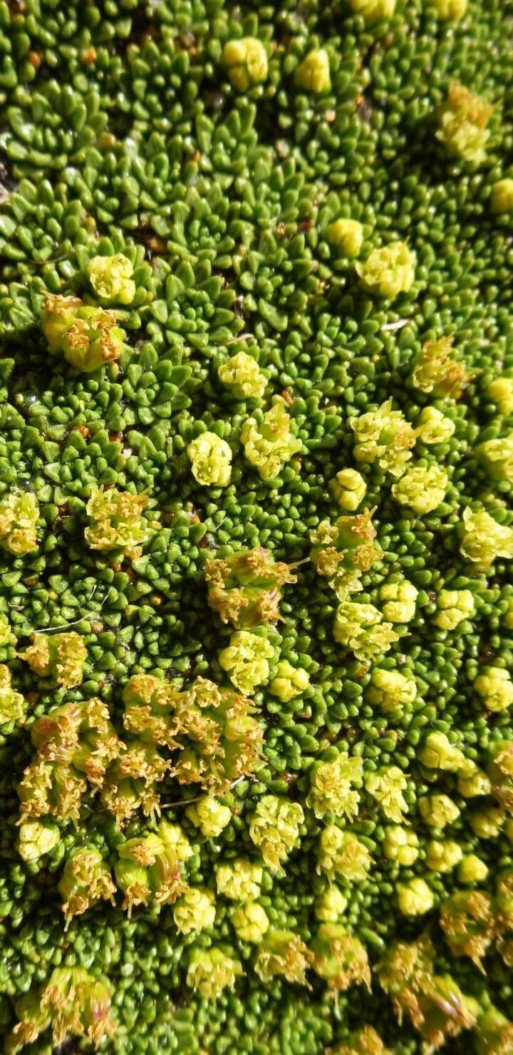 Azorella