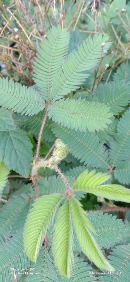 Mimosa pudica 19