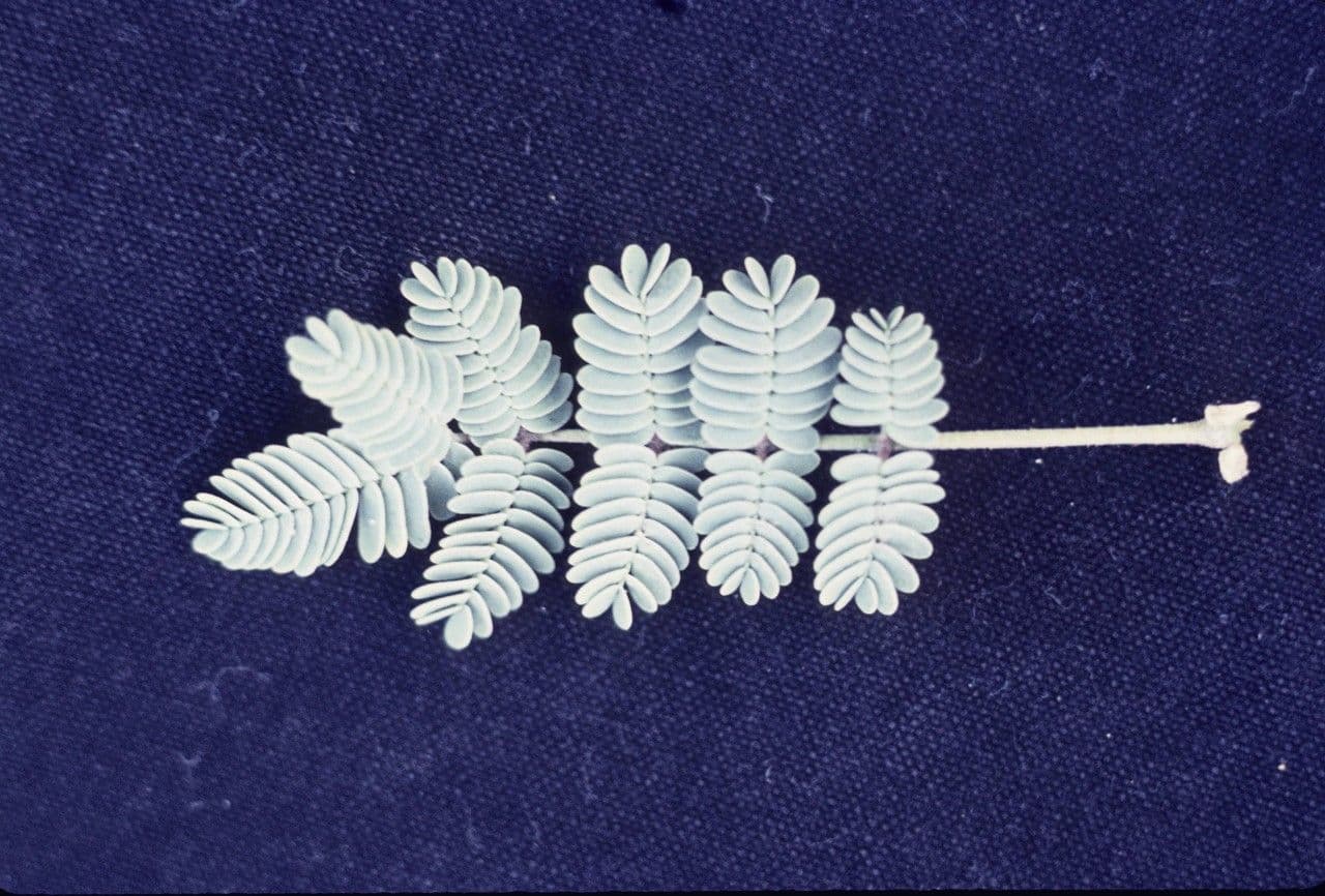 Hoffmannseggia glauca 19