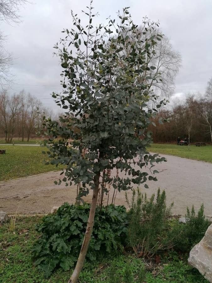 Gunn-Eukalyptus 16