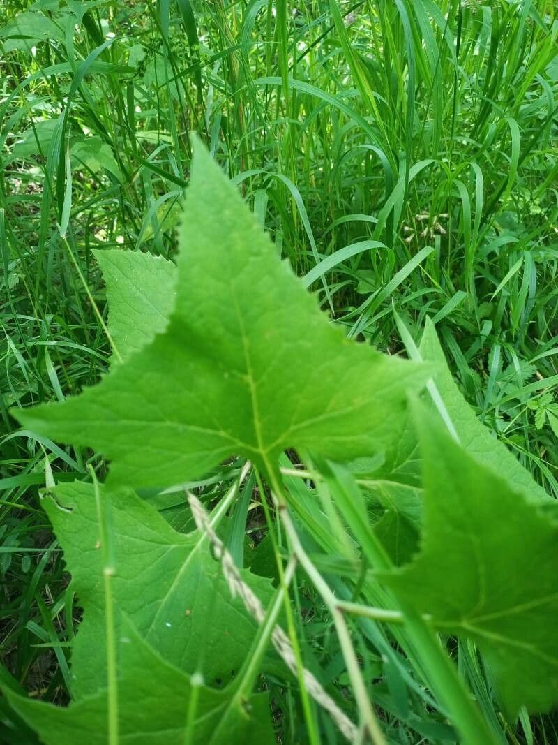 Starček 4