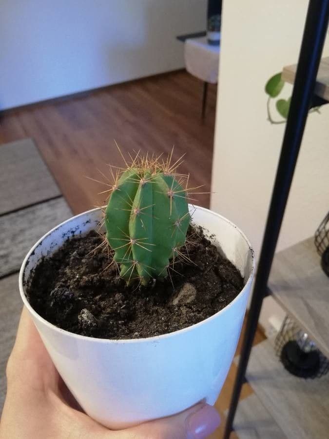 Echinocereus coccineus 13