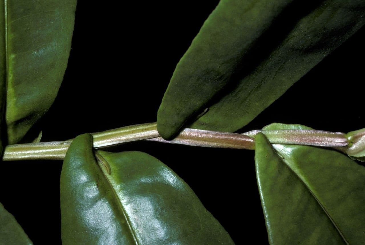 Humiria 6