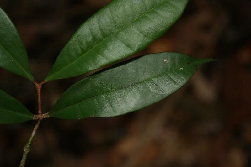 Myrcia 4