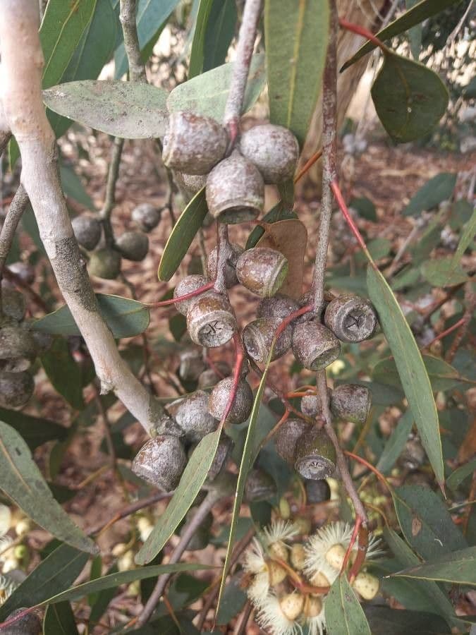 Kosmophylles Eukalyptusbaum