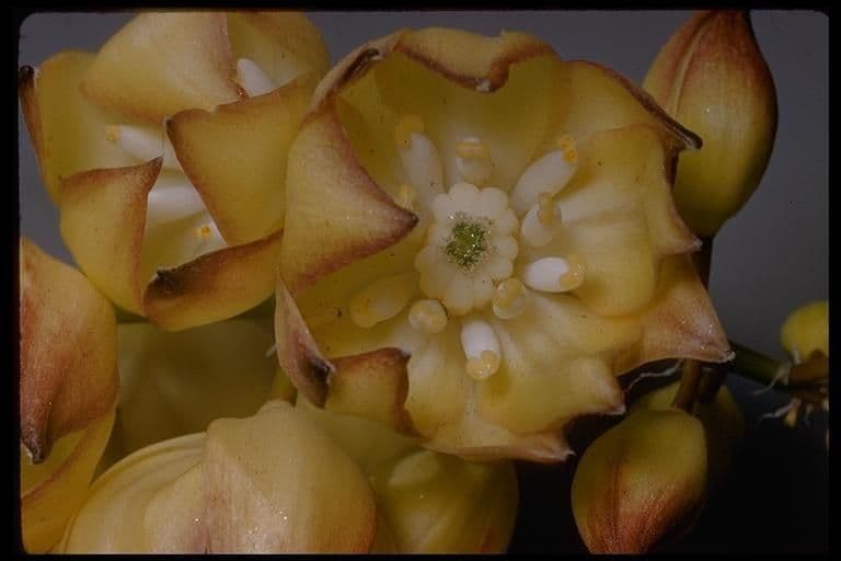 Whipples Yucca 3