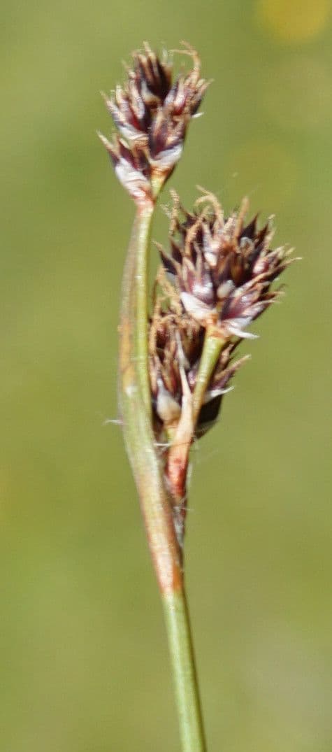 Erba lucciola comune 9