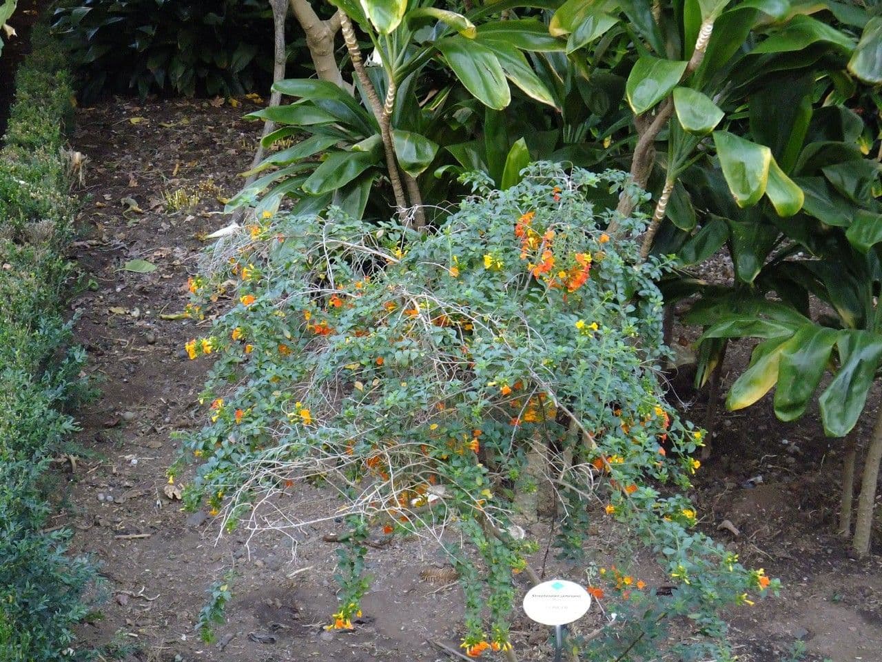 Marmeladenstrauch 9