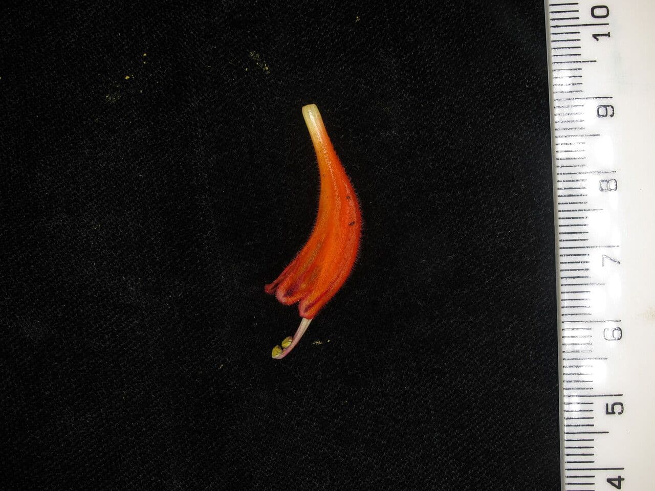 Kleinblütige Lippenstiftblume 2