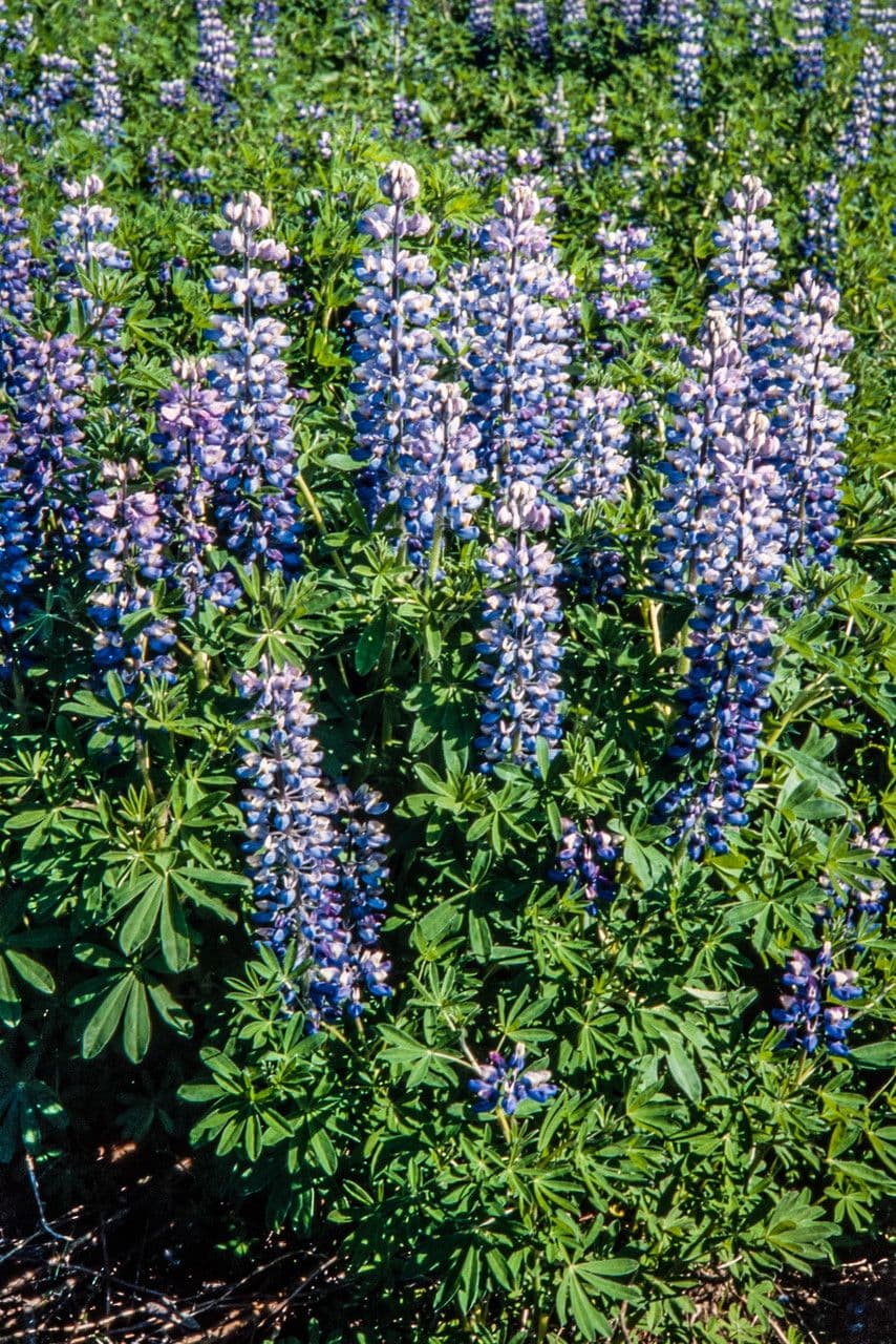 Nootka-Lupine 13
