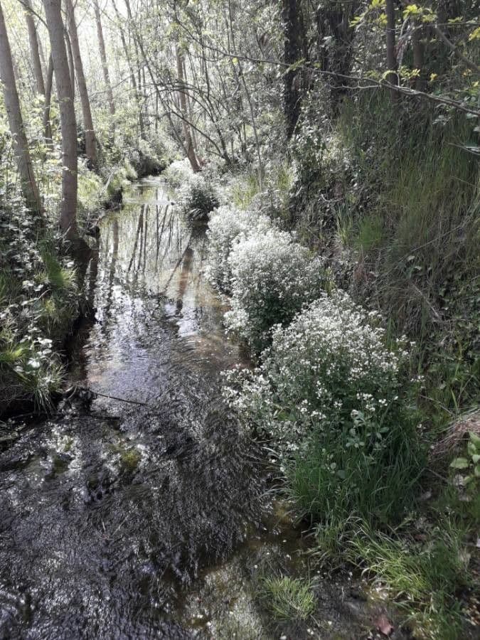 Potočnice lékařská 13