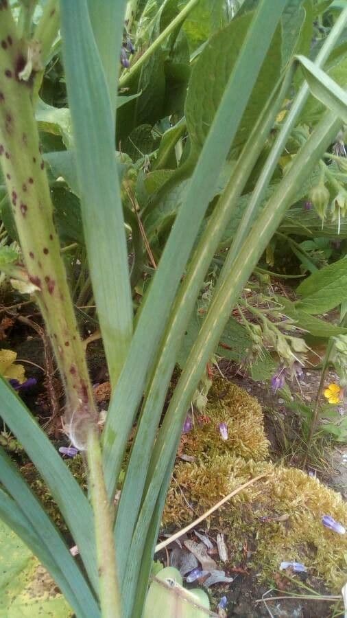 Iris spuria 18
