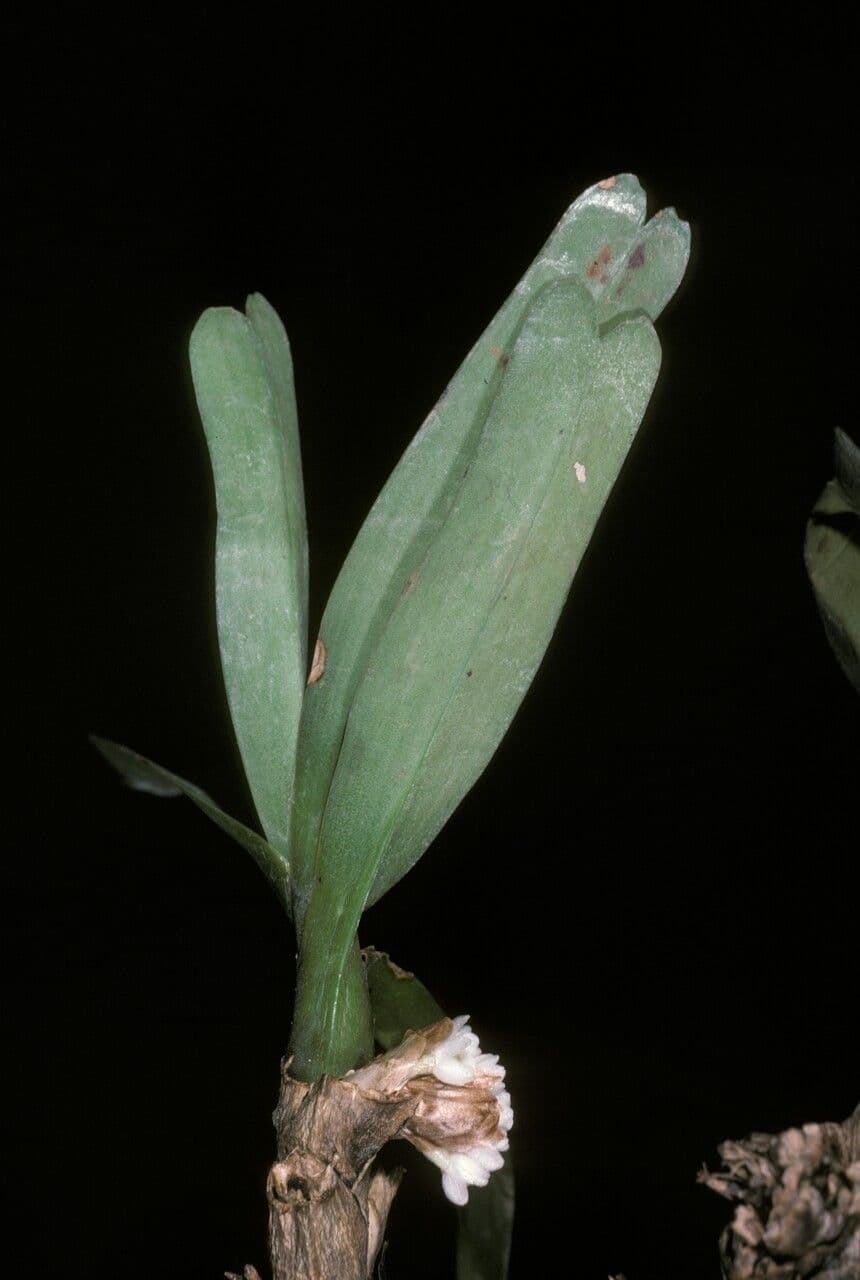 Ancistrorhynchus 3