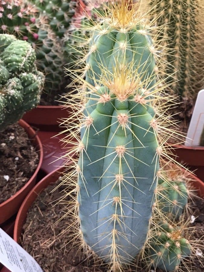 Pilosocereus