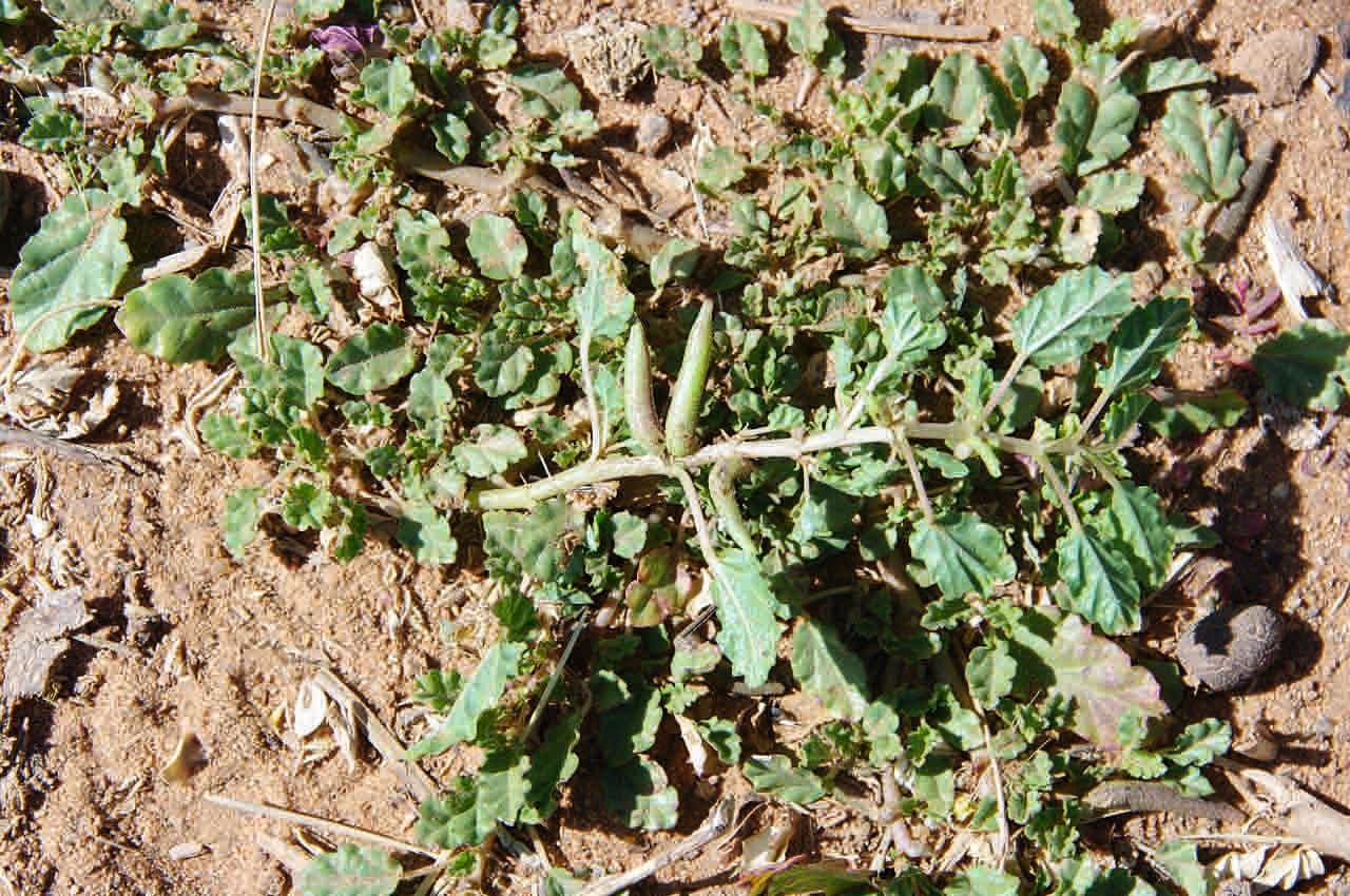 Corchorus